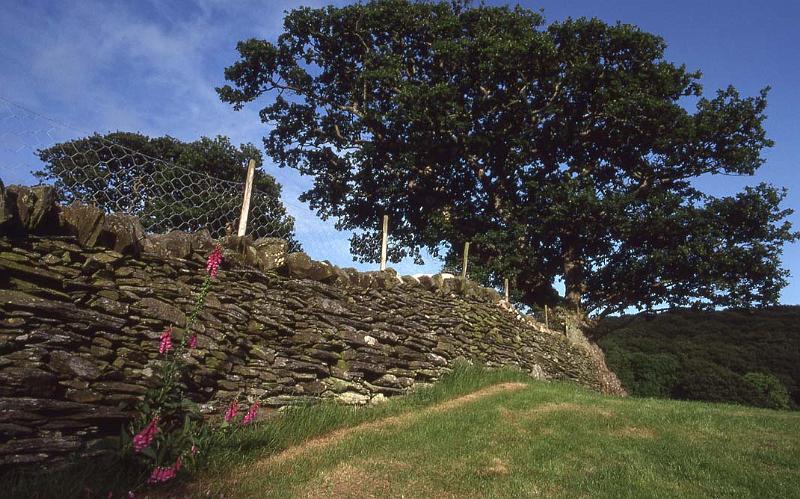 WT 336-20 UK Foxglove Wales.jpg